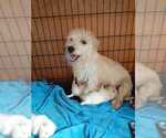 Small Photo #1 West Highland White Terrier Puppy For Sale in DELANO, CA, USA