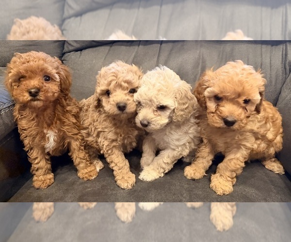 Medium Photo #1 Poodle (Toy) Puppy For Sale in EXCELSIOR SPRINGS, MO, USA