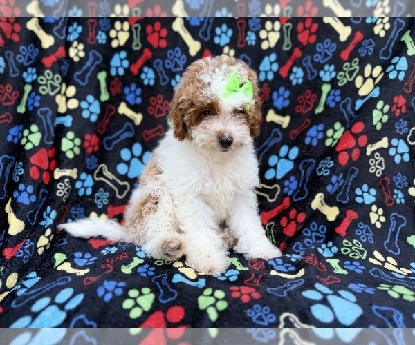 Medium Photo #2 Poodle (Miniature) Puppy For Sale in LAKELAND, FL, USA