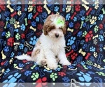 Small #1 Poodle (Miniature)