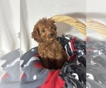 Small #1 Goldendoodle (Miniature)