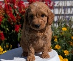 Small #4 Goldendoodle (Miniature)