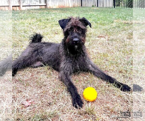 Medium Photo #2 Poodle (Standard)-Retriever  Mix Puppy For Sale in Washington, DC, USA