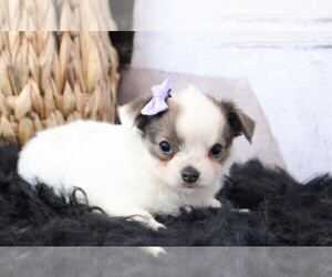 Chihuahua Puppy for sale in WEST PALM BEACH, FL, USA