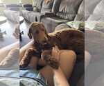 Small #5 Poodle (Standard)