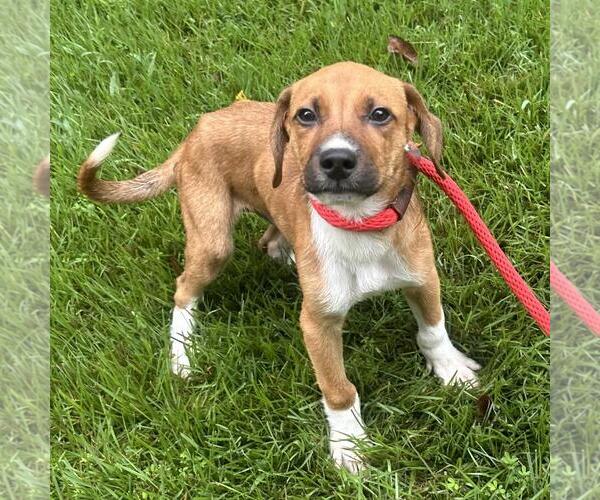 Medium Photo #2 Labbe Puppy For Sale in Yardley, PA, USA