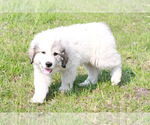 Small Great Pyrenees