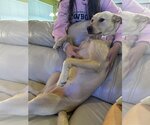Small #8 Chow Chow-Labrador Retriever Mix