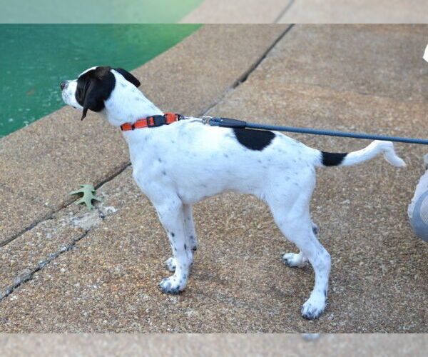 Medium Photo #3 Great Pyrenees-Pointer Mix Puppy For Sale in Germanton, TN, USA