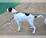 Small #2 Great Pyrenees-Pointer Mix