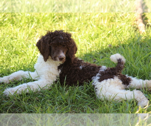 Medium Photo #5 Poodle (Standard) Puppy For Sale in LINDEN, TN, USA
