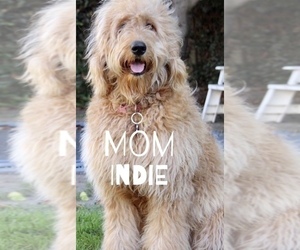 Mother of the Goldendoodle puppies born on 03/26/2020