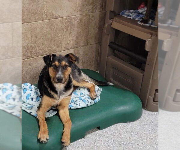 Medium Photo #3 Mutt Puppy For Sale in Highland, IL, USA