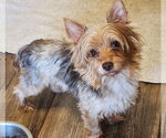Small #1 Mutt