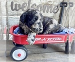 Small Photo #2 Goldendoodle Puppy For Sale in MCKINNEY, TX, USA