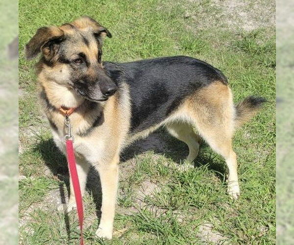 Medium Photo #4 Anatolian Shepherd-German Shepherd Dog Mix Puppy For Sale in Lighthouse Point, FL, USA