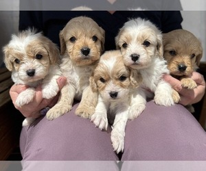 Cavapoo Puppy for sale in COLORADO SPRINGS, CO, USA