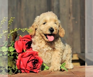 Goldendoodle-Poodle (Miniature) Mix Puppy for sale in LEOLA, PA, USA