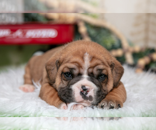 Medium Photo #2 Beabull Puppy For Sale in FRESNO, OH, USA