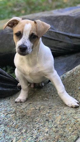Medium Photo #1 Jack Russell Terrier-Unknown Mix Puppy For Sale in ELKRIDGE, MD, USA