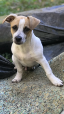 Jack Russell Terrier-Unknown Mix Dogs for adoption in ELKRIDGE, MD, USA