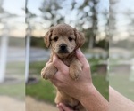 Small #6 French Bulldog-Poodle (Miniature) Mix