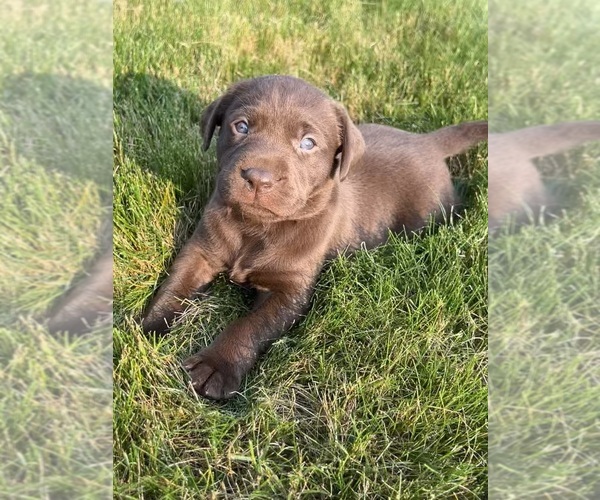 Medium Photo #44 Labrador Retriever Puppy For Sale in FREDERICKSBG, OH, USA