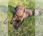 Small Photo #44 Labrador Retriever Puppy For Sale in FREDERICKSBG, OH, USA