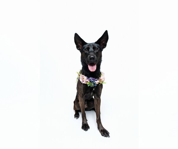 Medium Photo #22 German Shepherd Dog-Unknown Mix Puppy For Sale in Houston, TX, USA