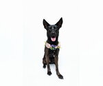 Small #21 German Shepherd Dog Mix