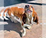 Small #1 Basset Hound