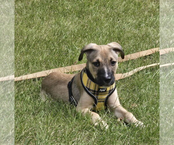 Medium Photo #11 American Pit Bull Terrier-Unknown Mix Puppy For Sale in Fargo, ND, USA