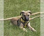Small #10 American Pit Bull Terrier Mix
