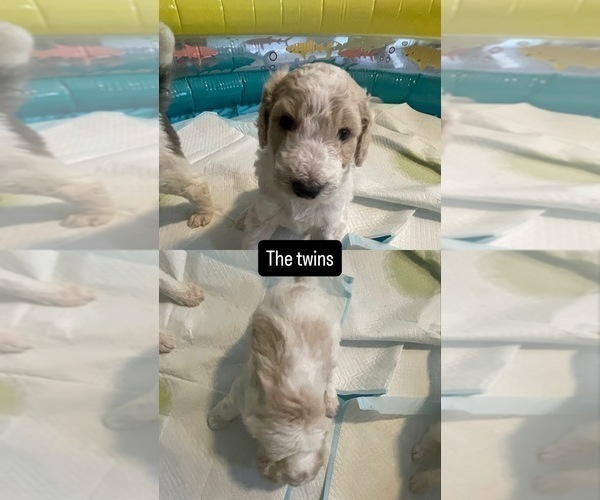 Medium Photo #2 Poodle (Standard) Puppy For Sale in COLUMBIA, SC, USA