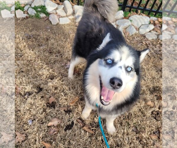Medium Photo #11 Siberian Husky-Unknown Mix Puppy For Sale in Holly Springs, NC, USA