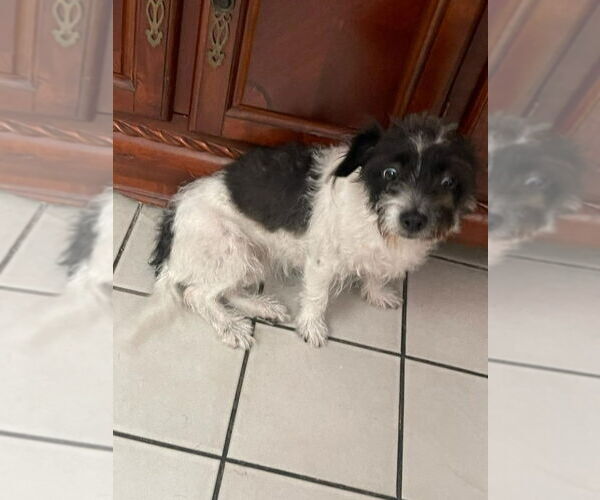 Medium Photo #3 Mutt Puppy For Sale in Lake Forest, CA, USA