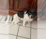 Small #2 Mutt