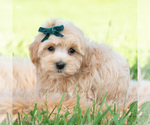 Small #4 Maltipoo (Toy)