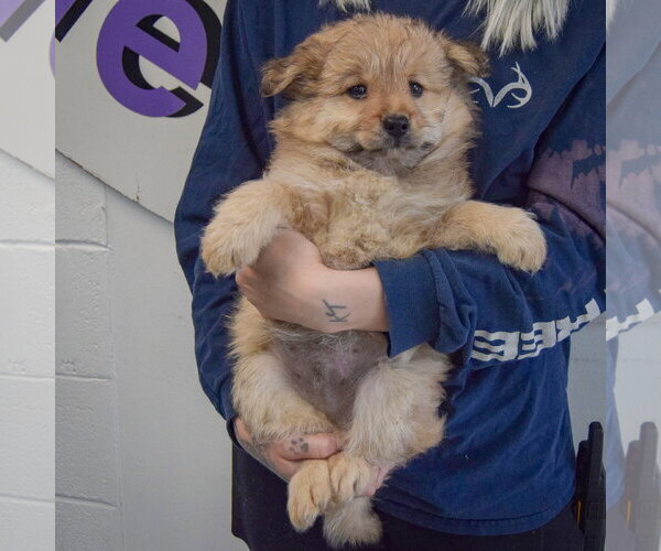 Medium Photo #4 Chow Chow-Unknown Mix Puppy For Sale in Huntley, IL, USA