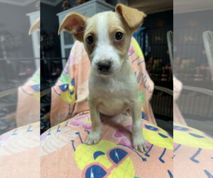 Australian Shepherd-Unknown Mix Dogs for adoption in Ball Ground, GA, USA