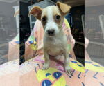 Small Australian Shepherd Mix