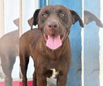 Small #1 Labrador Retriever Mix