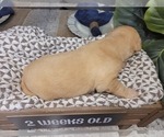 Small Photo #10 Labrador Retriever Puppy For Sale in KATHLEEN, GA, USA