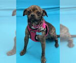 Small #2 Chihuahua Mix