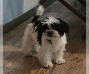 Shih Tzu Dogs for adoption in Foristell, MO, USA