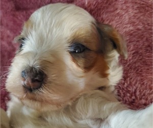 Bernedoodle (Miniature) Puppy for Sale in LEETONIA, Ohio USA