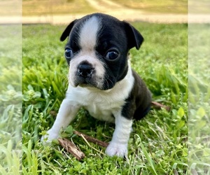 Boston Terrier Puppy for sale in GARFIELD, AR, USA