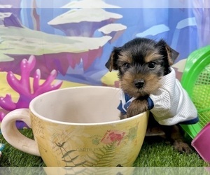 Yorkshire Terrier Puppy for sale in CASSVILLE, MO, USA