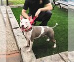 Small #2 American Staffordshire Terrier Mix