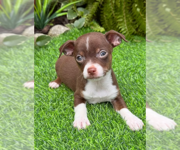 Medium Photo #28 Chihuahua Puppy For Sale in FORT LAUDERDALE, FL, USA